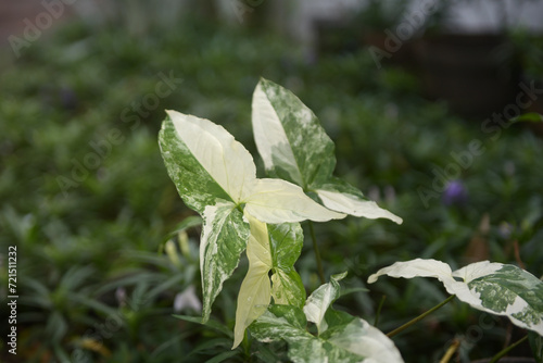 Syngonium Albo is a type of ornamental plant with white and green leaves with 3 branches