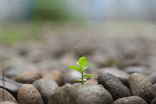 sprouting plants with leaves and green trees growing among the rocks foster ecological hope