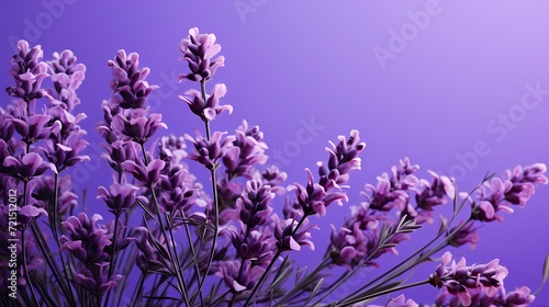 A deep purple solid color background evoking the richness of a blooming lavender field