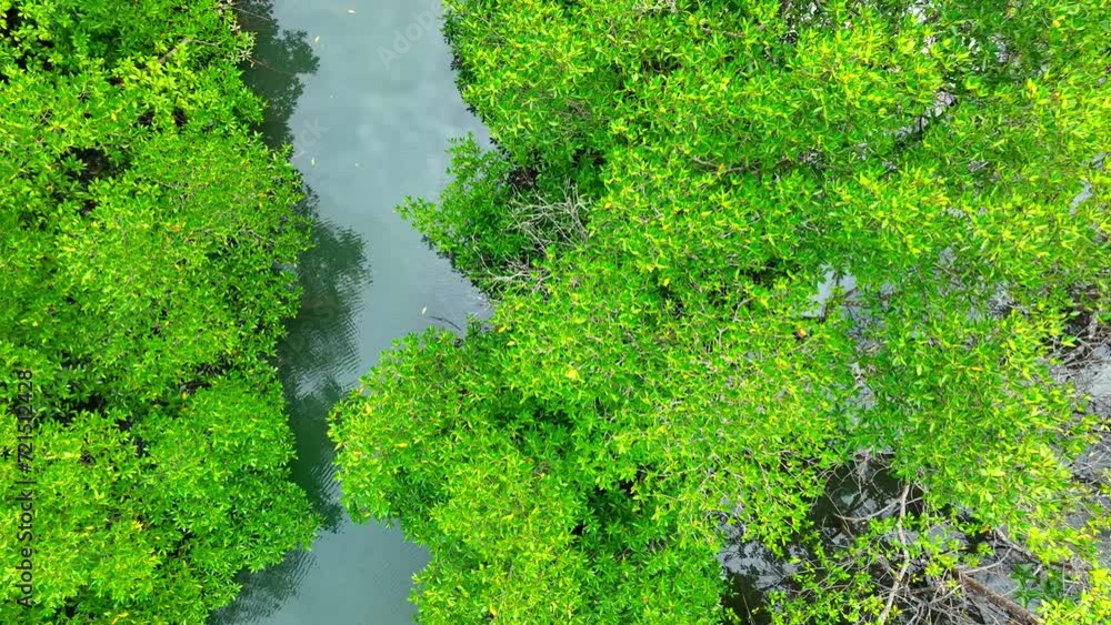 Aerial view of the lush Mangrove forest, its intricate roots weaving through crystal waters, a vital coastal ecosystem teeming with life. Cinematic footage. Trat Province, Thailand. 4K HDR.
Aerial view of the lush Mangrove forest, its intricate roots weaving through crystal waters, a vital coastal ecosystem teeming with life. Cinematic footage. Trat Province, Thailand. 4K HDR.
