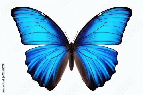 A blue butterfly with black wings on a white background. Perfect for nature-inspired designs © Fotograf
