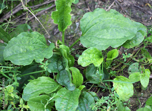 In nature, the plantain is large (Plantago major, Plantago borysthenica) is grows among grasses