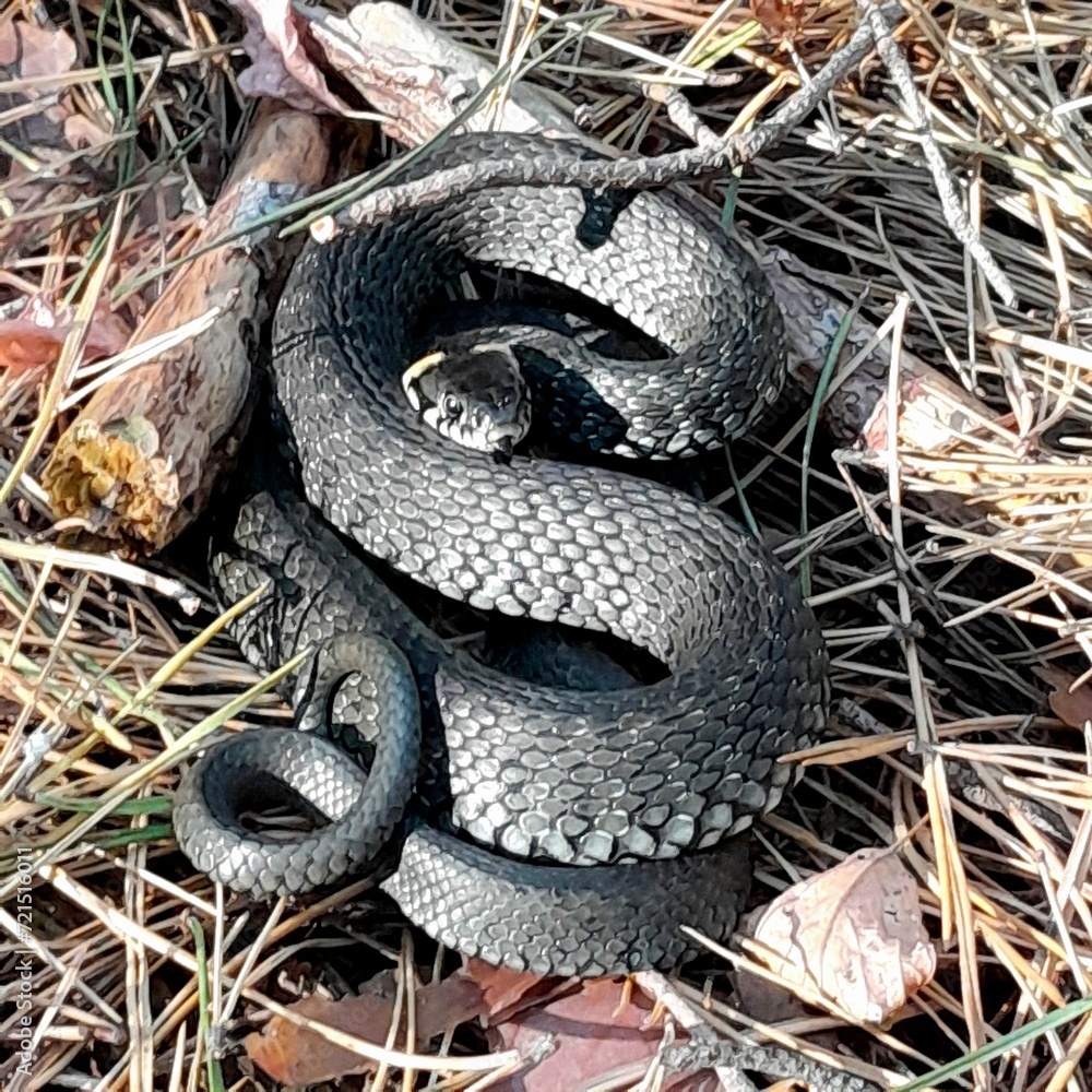 Obraz premium snake in the air