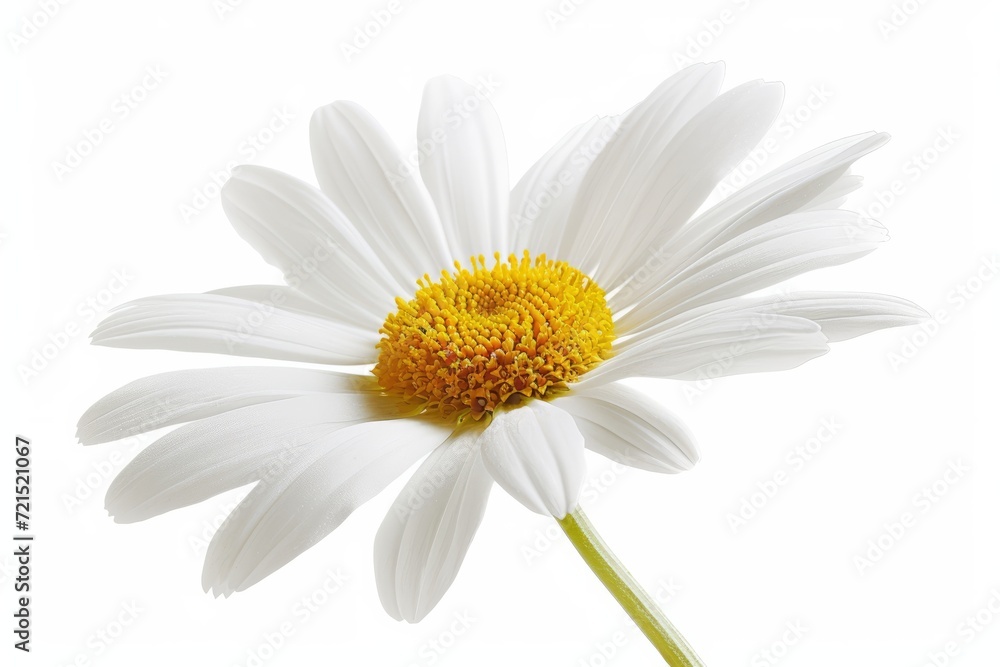 Naklejka premium Daisy flower, isolated, white background