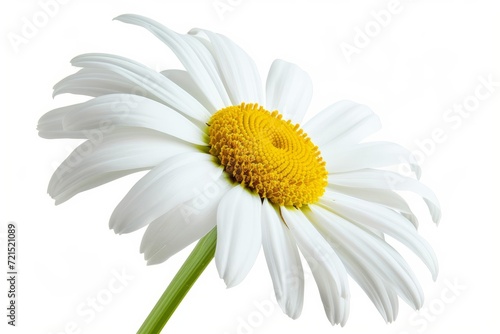 Daisy flower, isolated, white background