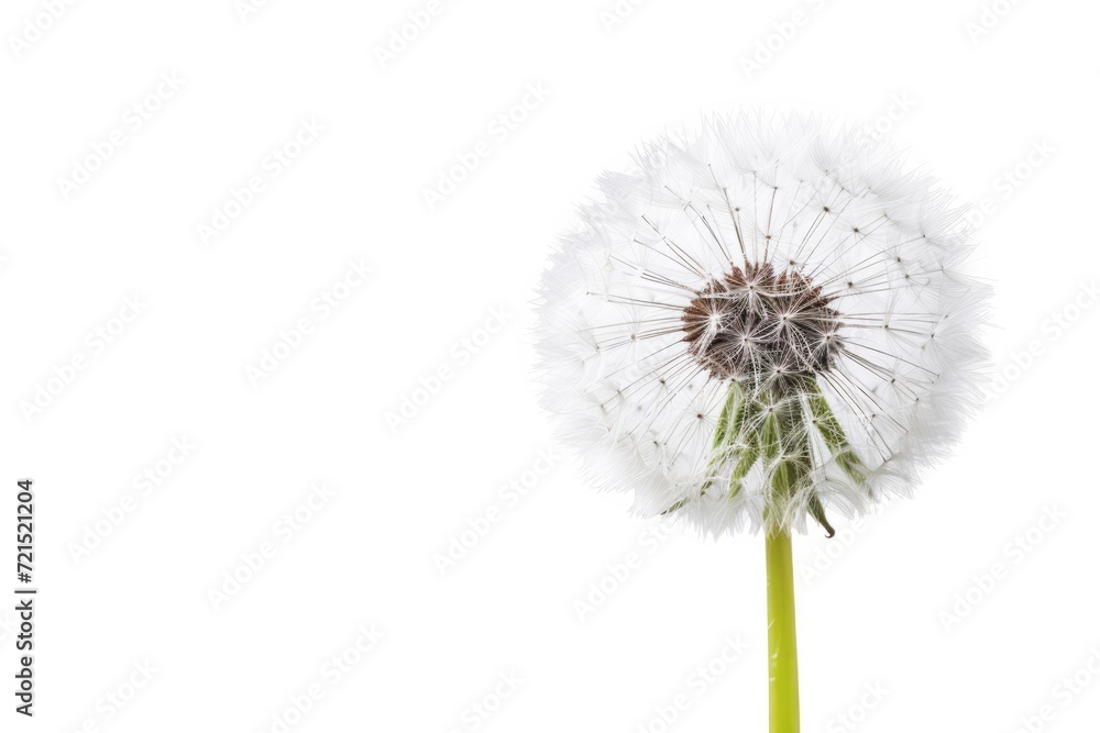 Fototapeta premium Dandelion flower, isolated, white background