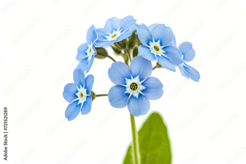 Forget-me-nots flower, isolated, white background Forget-me-nots flower, isolated, white background