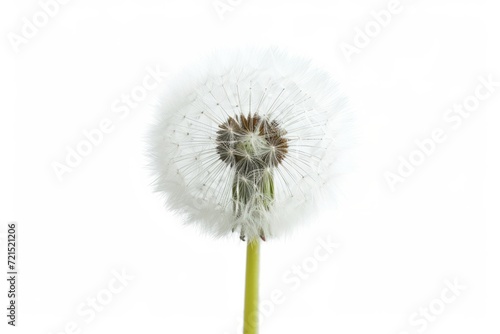 Wallpaper Mural Dandelion flower, isolated, white background Torontodigital.ca