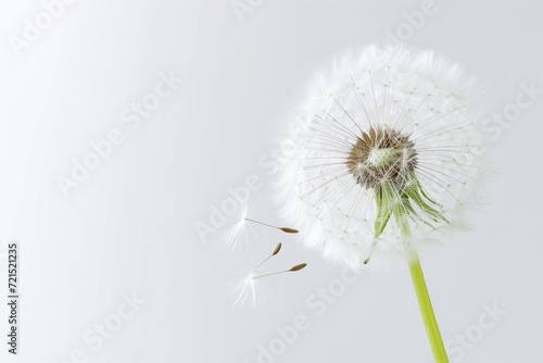 Dandelion flower  isolated  white background