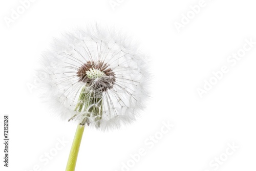Dandelion flower  isolated  white background