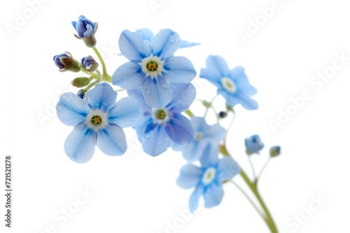 Forget-me-nots flower, isolated, white background