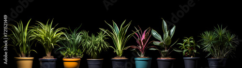 Ultra-wide display showcases a meticulously arranged row of potted plants against a striking black background  creating a captivating contrast that emphasizes the lush greenery 