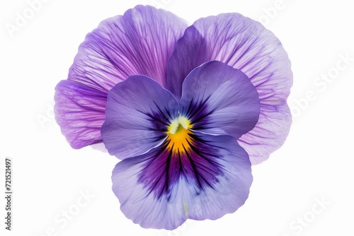Pansy flower, isolated, white background © Artem