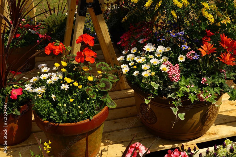 Potted flowers that decorate the spring garden