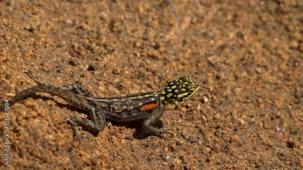Namib rock agama female eating ants Namib rock agama female eating ants
