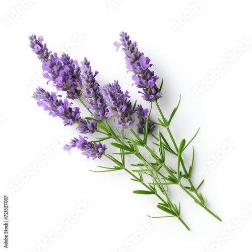 Photo of lavender flower isolated on white background
