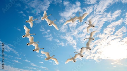 A flock of swans flies against the blue sky forming a heart shape