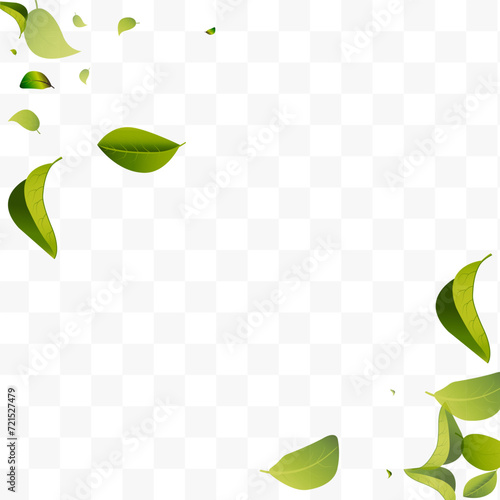 Mint Leaf Organic White Transparent Vector