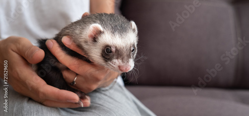 Female hands hold a small fluffy ferret puppy copy space