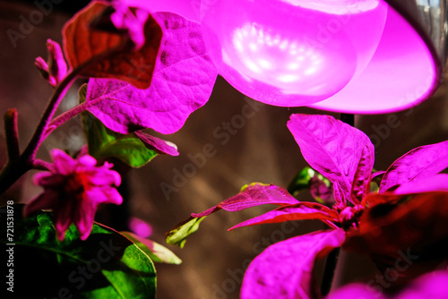 Artificial lighting for plants, a lamp with a pink spectrum for growing without the sun, for illuminating seedlings.