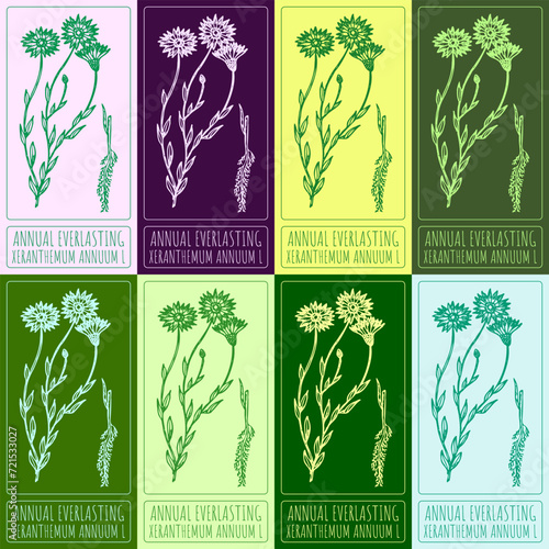 Set of vector drawings of ANNUAL EVERLASTING in different colors. Hand drawn illustration. Latin name XERANTHEMUM ANNUUM L. photo