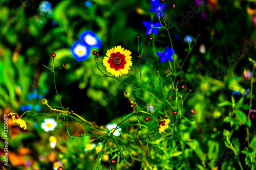 Obraz na płótnie Flowers. Photo. Wojciech Fondalinski w salonie