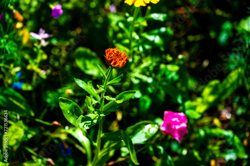 Obraz na płótnie Flowers. Photo. Wojciech Fondalinski w salonie