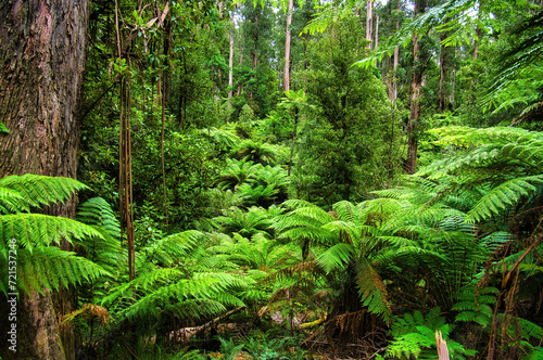 Very dense temperate rainforest with towering gum trees and an undergrowth of tall ferns and tree ferns the Dandenong Ranges, close to Melbourne, Victoria, Australia  © Hans
