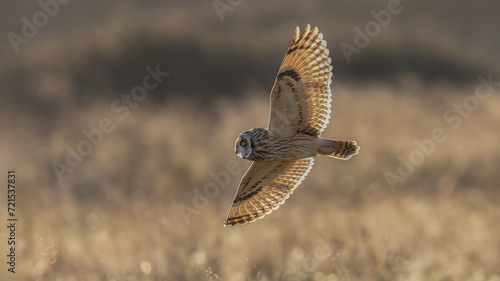 Short-eared owl in flight at sunset