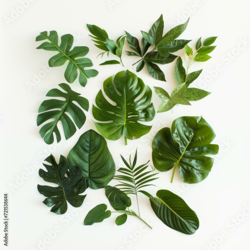 Various species of green leaves on a white background