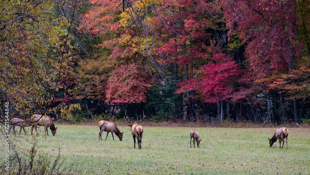 Large Bull Elk Watching Over His Harem During the Autumn Rut Large Bull Elk Watching Over His Harem During the Autumn Rut