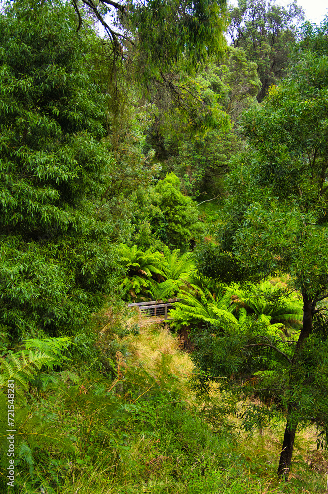 Valley with dense temperate rainforest, with huge ferns and tall trees, in Greens Bush-Highfield, Victoria, Australia, the largest remnant of bushland on Mornington Peninsula