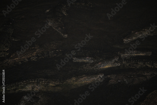 Nilkrokodil bei Nacht / Nile crocodile at night / Crocodylus niloticus. photo