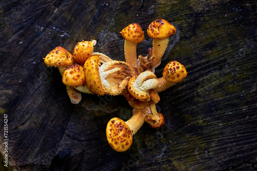 Cluster of Golden pholiota ( Pholiota aurivella ). Mushrooms grow on a dead tree photo