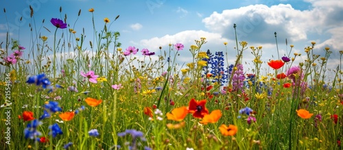Captivating Beauty of a Natural English Meadow: Wild Flowers in Abundance