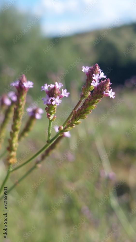 Fototapeta premium flowers in the field