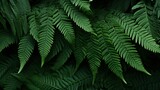 Fern leaves that grow in tropical climates
