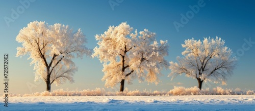 Frosty Beauty: One Tree, Three Times the Frost photo