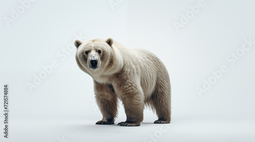 A bear on white background