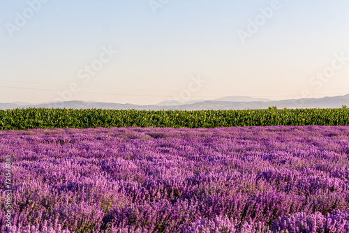 Magnificent views of lavender fields at sunset