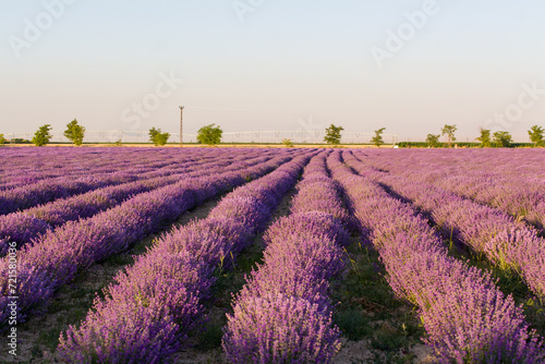 Magnificent views of lavender fields at sunset