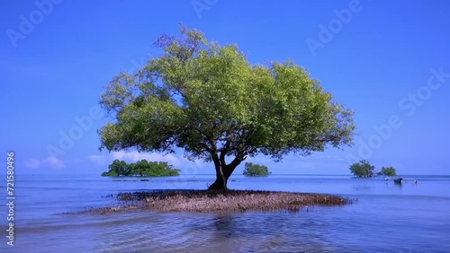 A mangrove tree grows in coastal saline. photo