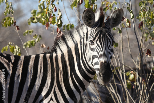 Steppenzebra   Burchell s zebra   Equus quagga burchellii