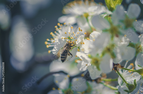 bee flying around flowers in spring time