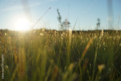 Sunset into the bog