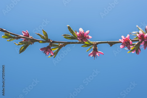 spring flowers on peach tree, copy space