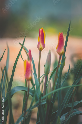 pink orange tulip buds