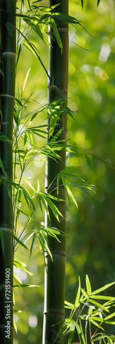 Green bamboo forest, vertical background with bokeh