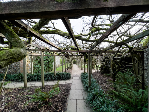 Ancient huge Wisteria tree in the gardens of Greys Court, England, 120 years old