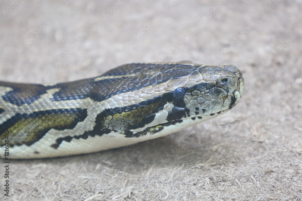 Obraz premium Dunkler Tigerpython / Burmese python / Python molurus bivittatus